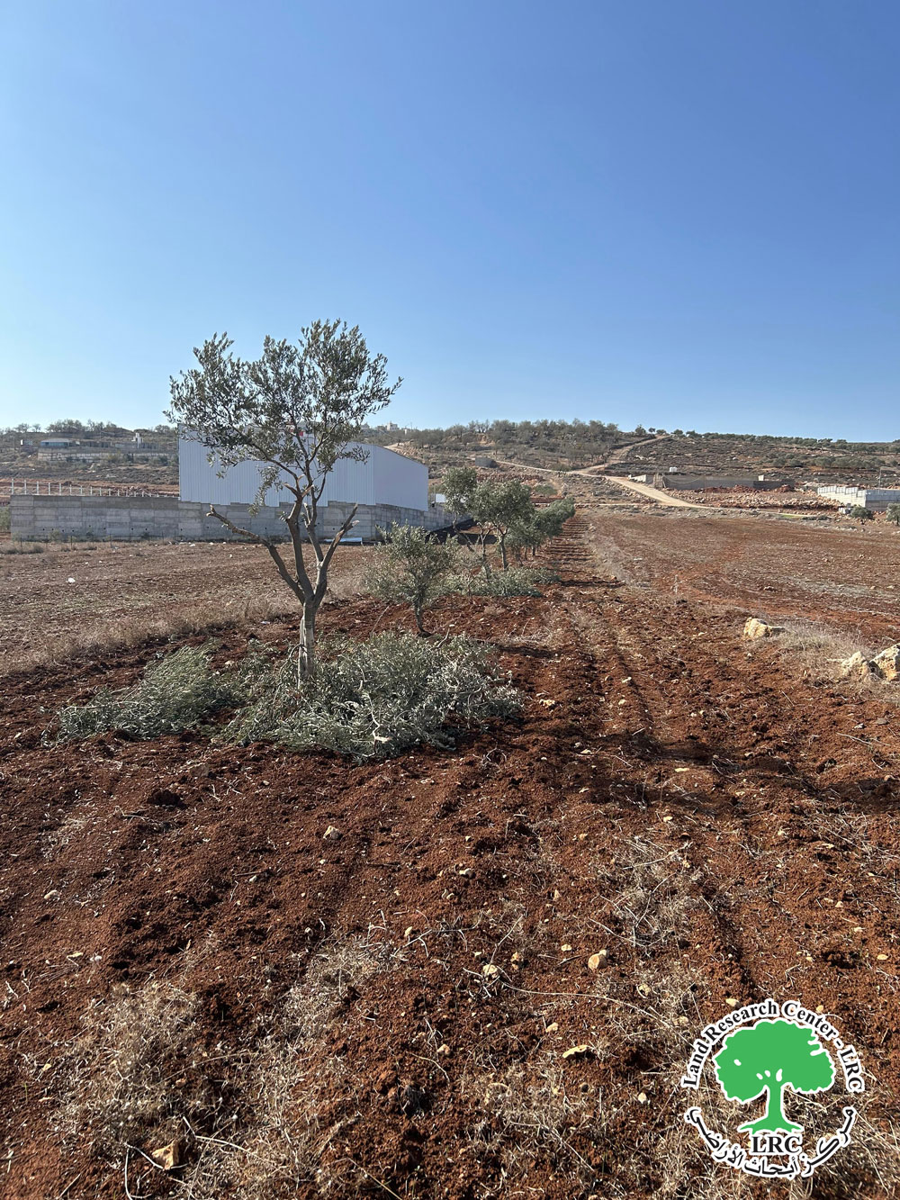 تدمير ممنهج للبيئة والطبيعة ... إبادة 60 شتلة في اعتداء جديدة على أراضي قرية دوما / محافظة نابلس | LRC