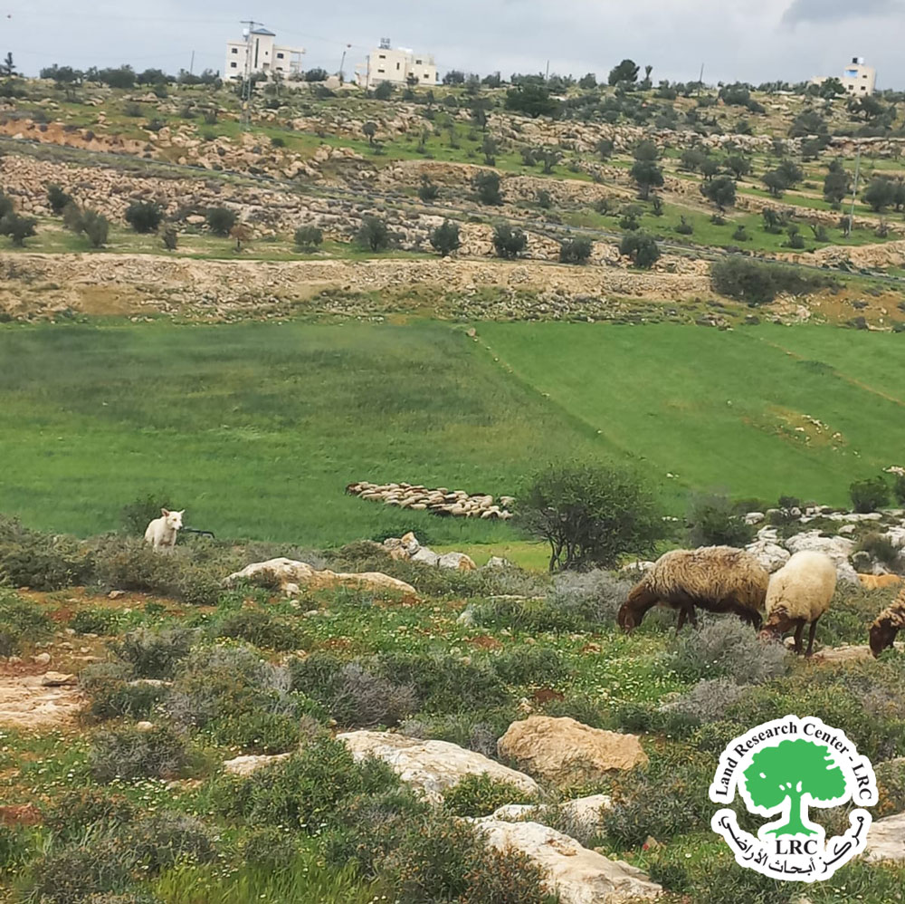 مستعمرون رعاة يخربون مئات الدونمات الزراعية في قرية سكة غرب الخليل | LRC
