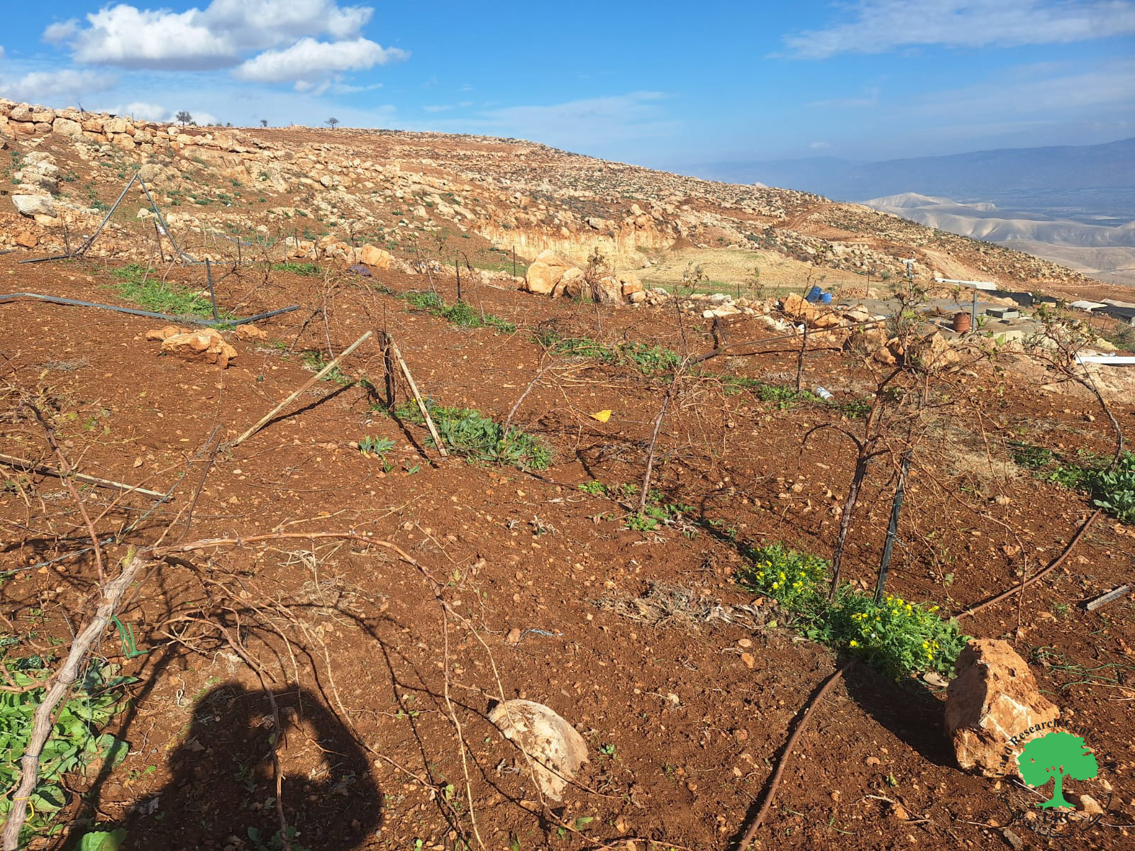 تدمير ممنهج للبيئة والطبيعة ... إبادة 60 شتلة في اعتداء جديدة على أراضي قرية دوما / محافظة نابلس | LRC