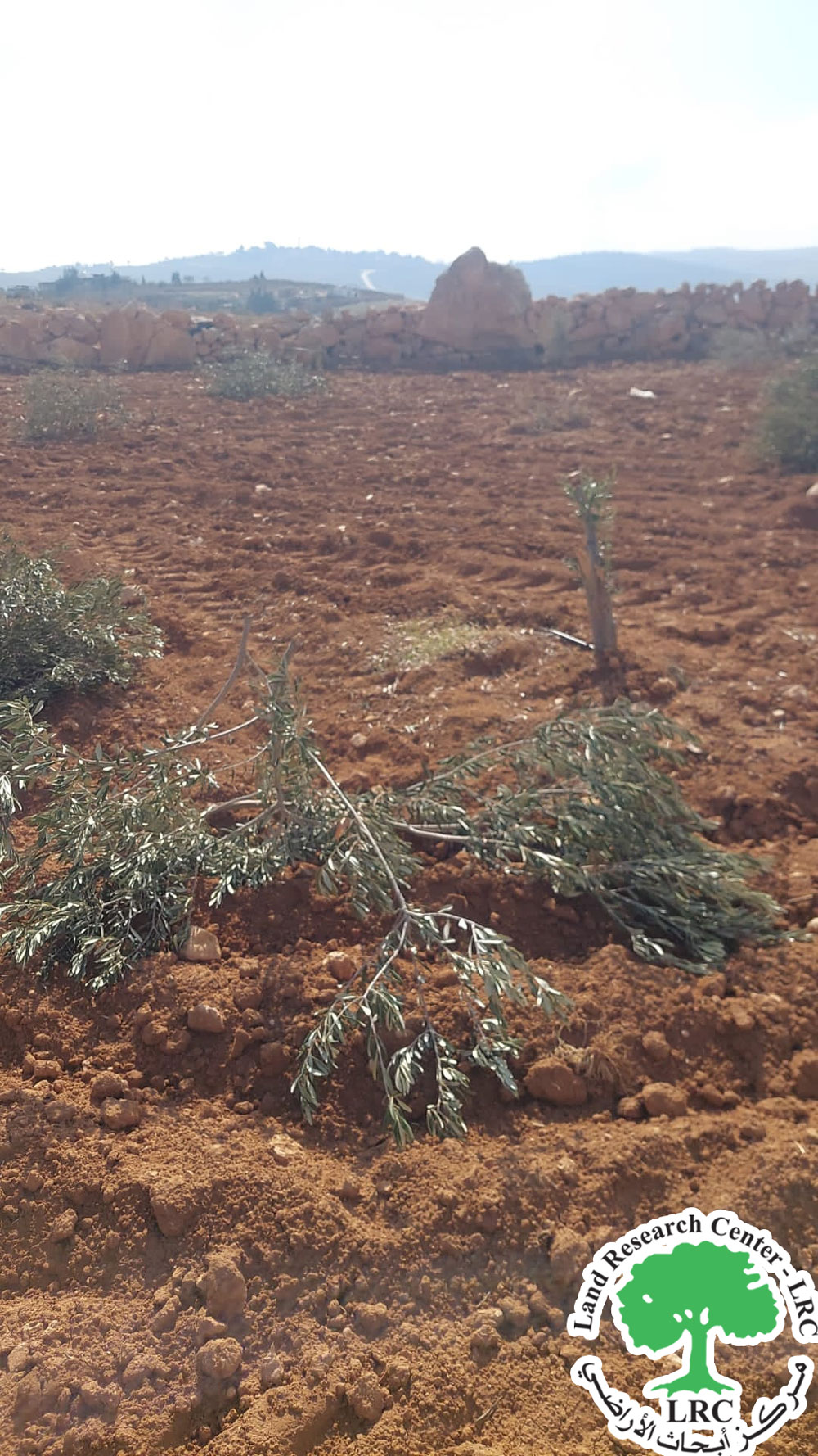 مستعمرون يقطعون 50 شجرة زيتون ويعتدون على بئر ومسكن زراعي في حوارة جنوب الخليل | LRC