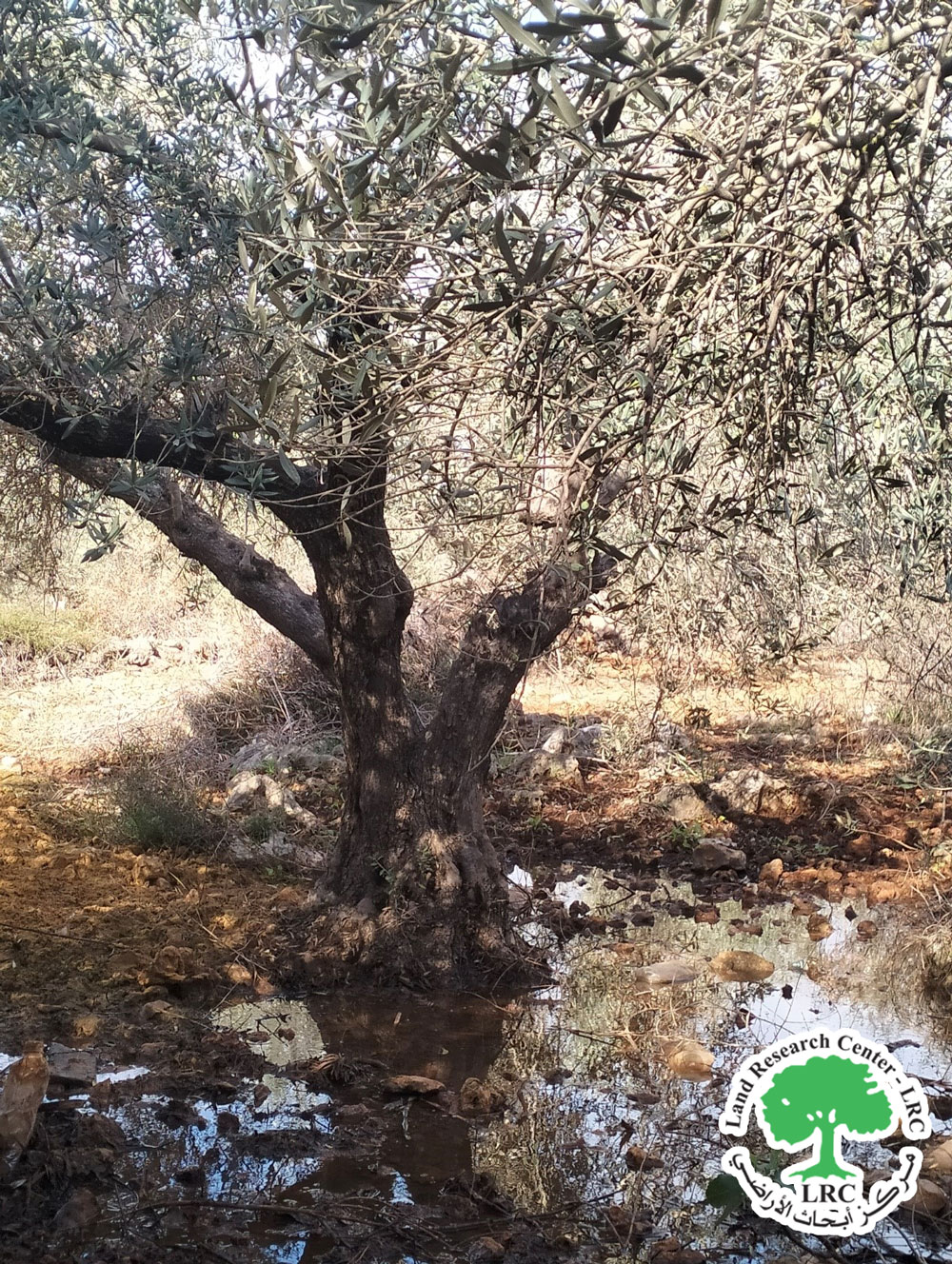 المياه العادمة  الصادرة عن مستعمرة  "  بيت  اريه"   تشكل تهديداً بيئياً على الأراضي الزراعية والمواطنين الفلسطينيين على حد سواء في قرية اللبن  الغربي / محافظة رام الله | LRC