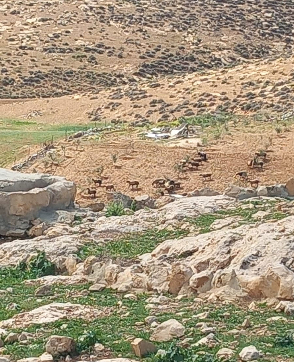 Settlers Cattle their Sheep in Olive FIelds in Maghayer Al Abeed in Masafer Yatta/ Hebron Governorate | LRC