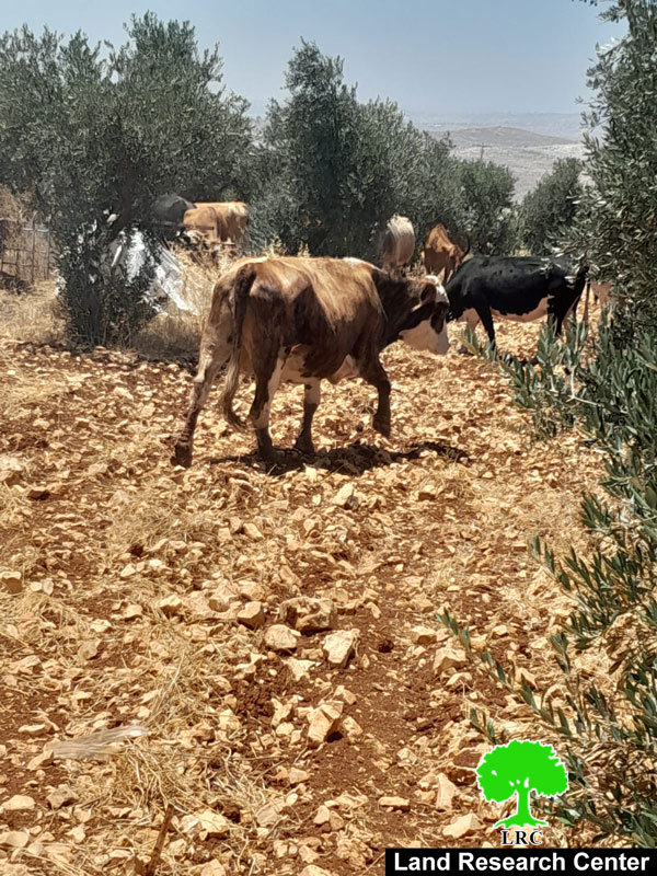 Pastoral Outposts; Foundation for Large Scale Land Grabs  | LRC