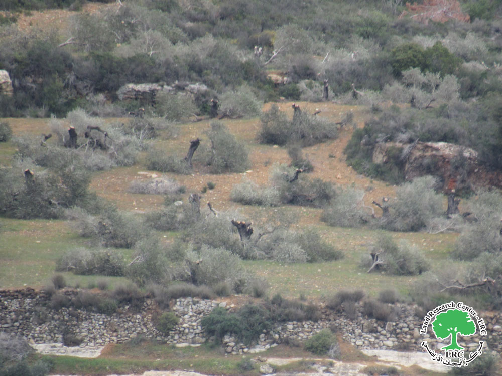 Settlers from "Eli" Cut Down and Destroy 150 Centuries-Old Olive Trees and Agricultural Properties in As Sawiya Village / Nablus Governorate | LRC