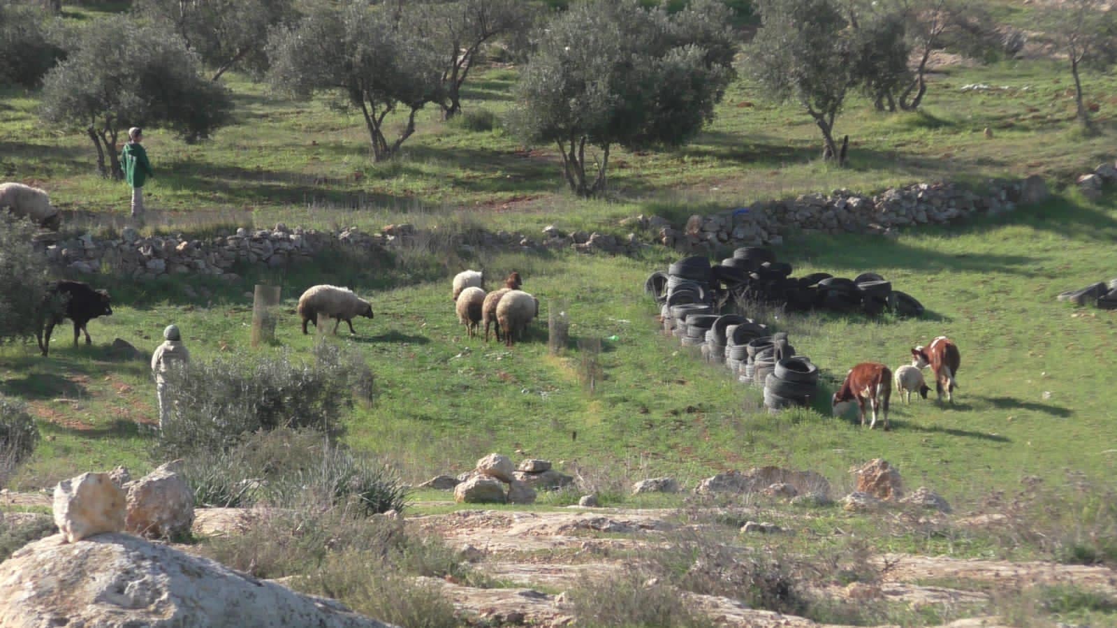 الاحتلال يعلن عن تخصيص 14650 دونماً كمراعي للمستعمرين شمال الضفة | LRC