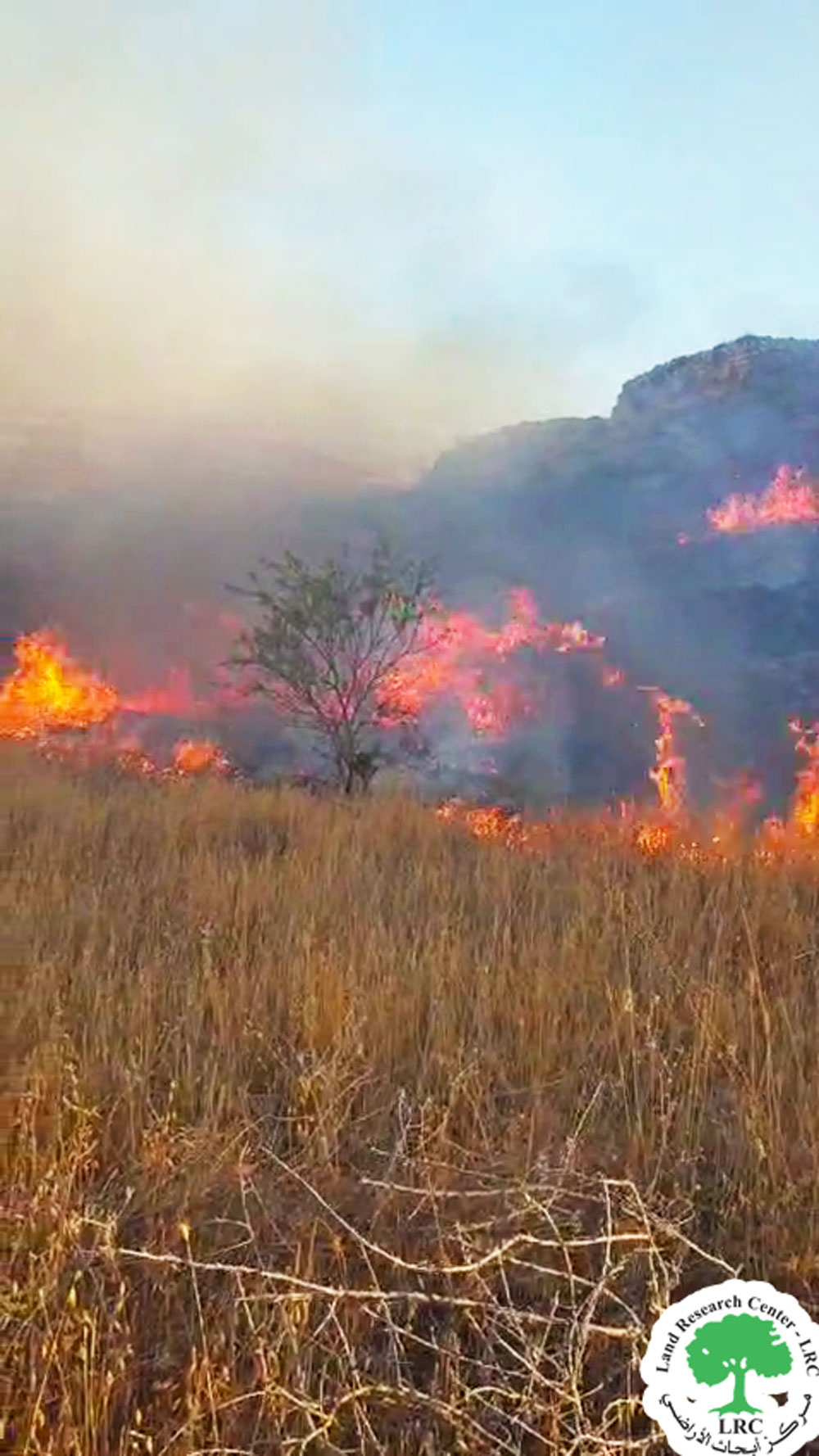 مستعمرون يحرقون عشرات أشجار الزيتون واللوزيات في وادي سعير شرق الخليل | LRC