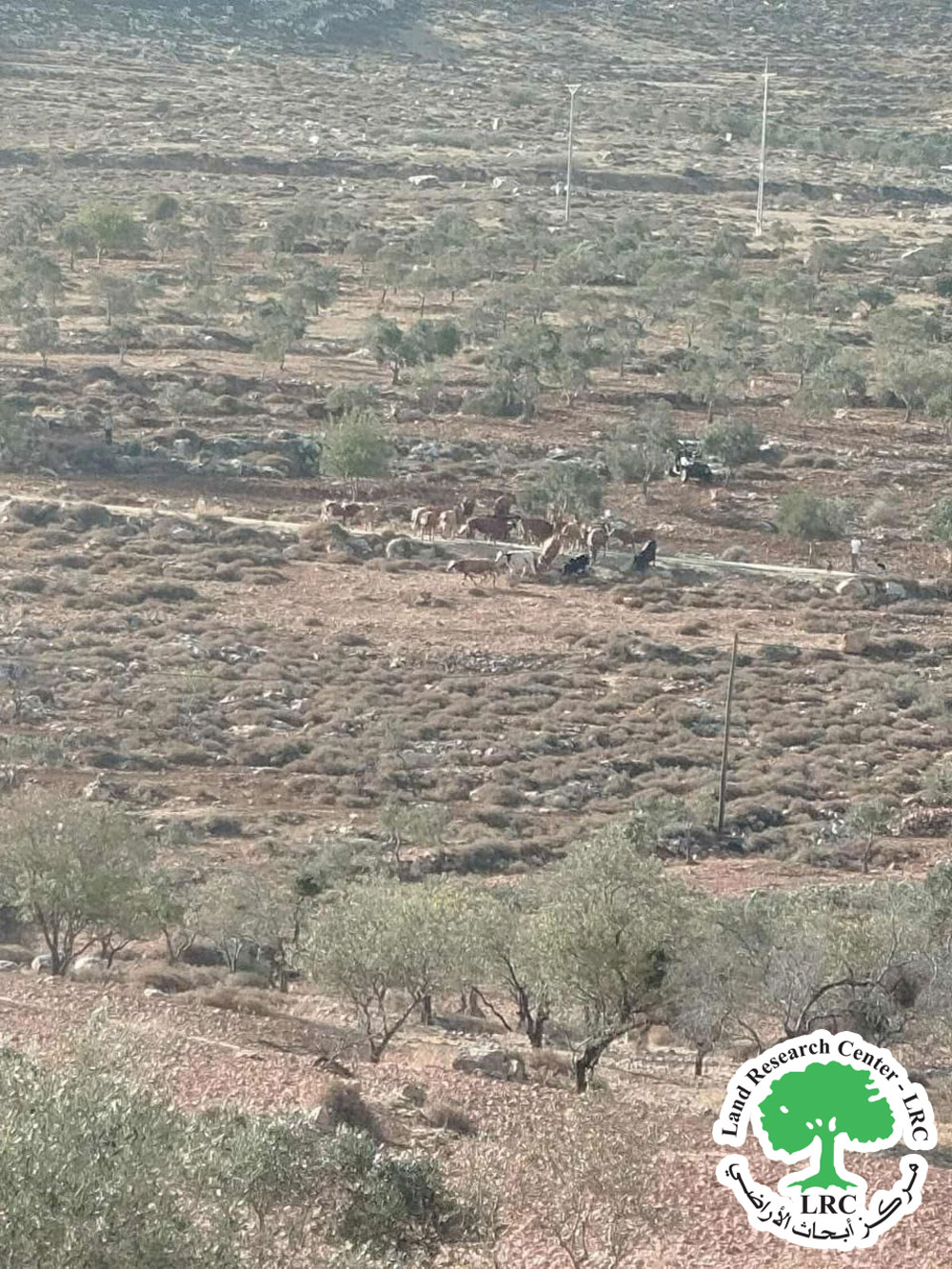 مع بدء موسم القطاف مستعمرون يتلفون حقول زيتون بلدة سنجل من خلال الرعي الجائر / محافظة رام الله | LRC