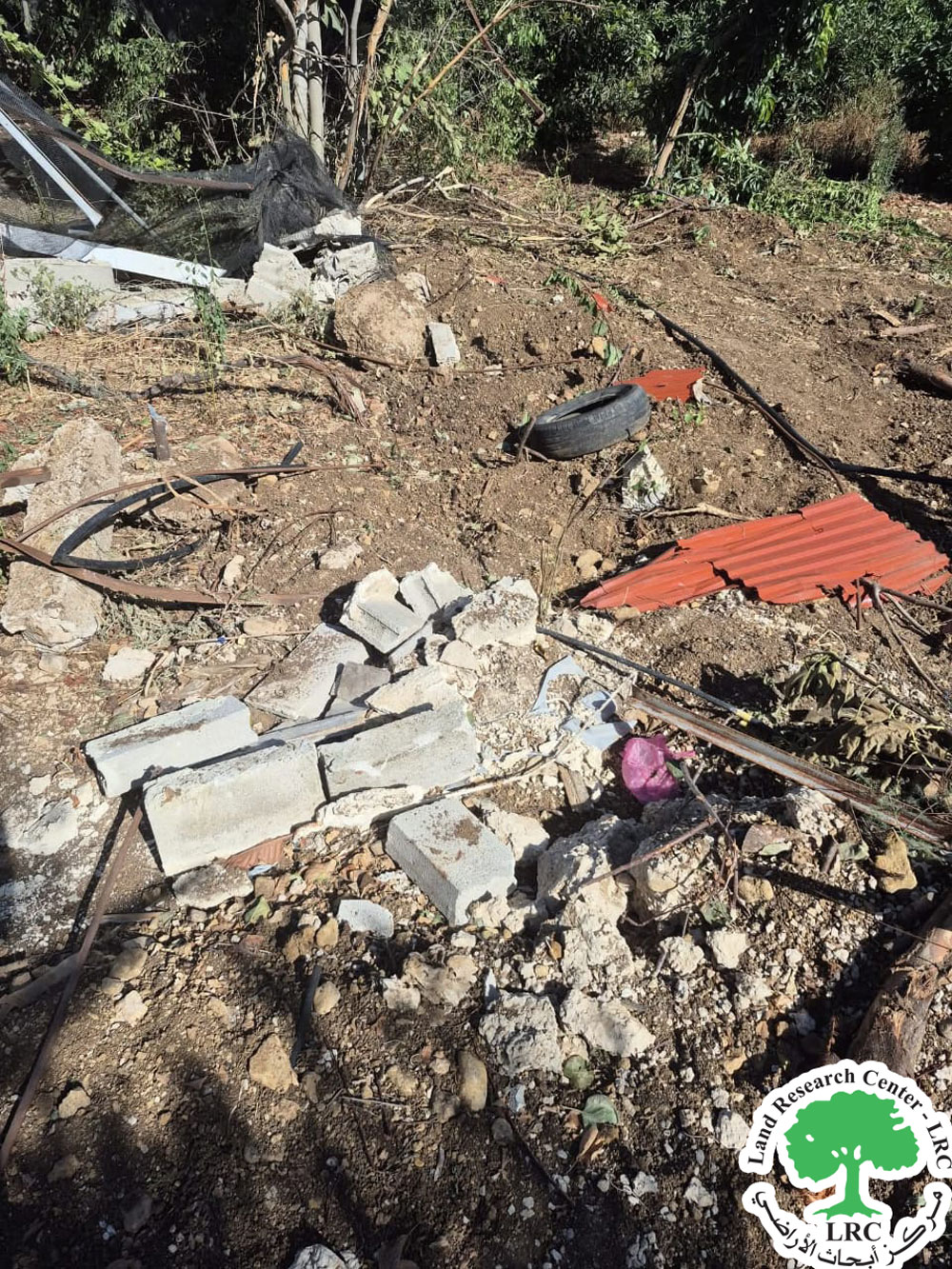 مستعمرون يعتدون على قطعة أرض وأشجار لوزيات في وادي المطوي غرب سلفيت | LRC