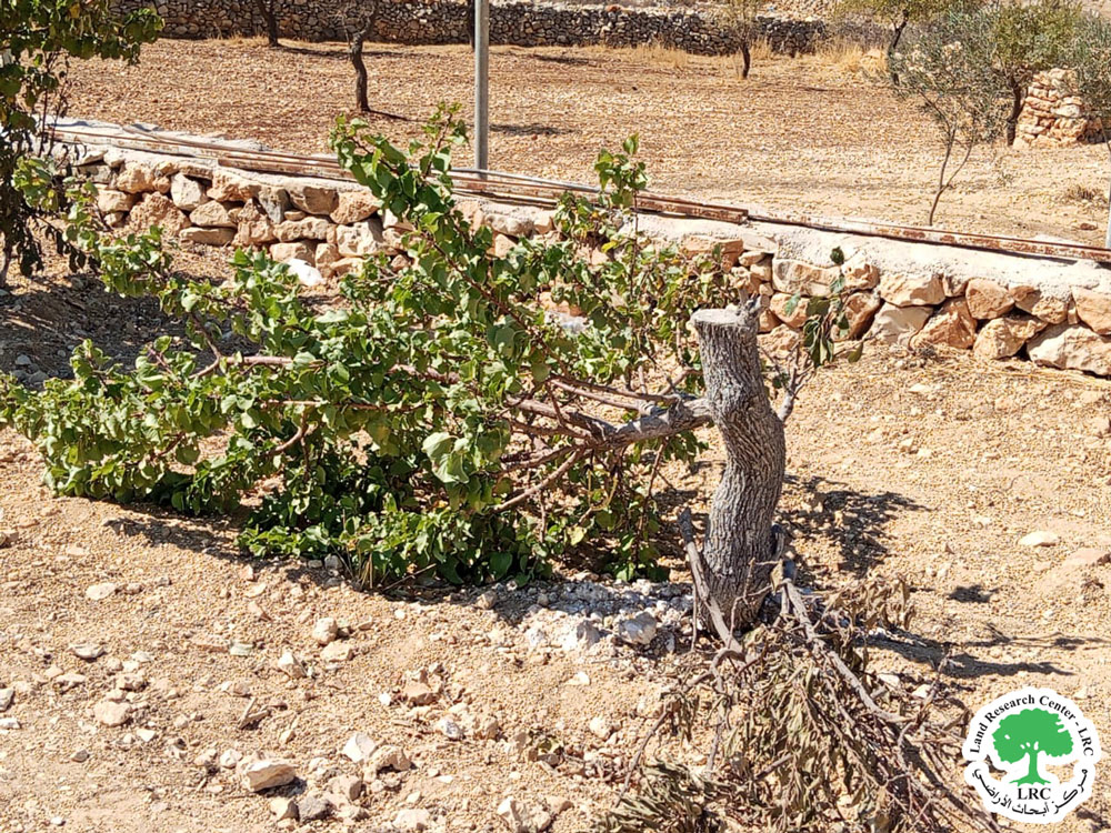 مستعمرون يتلفون مئات الاشتال ويثقبون خزانات المياه في قرية برقة شمال شرق رام الله | LRC