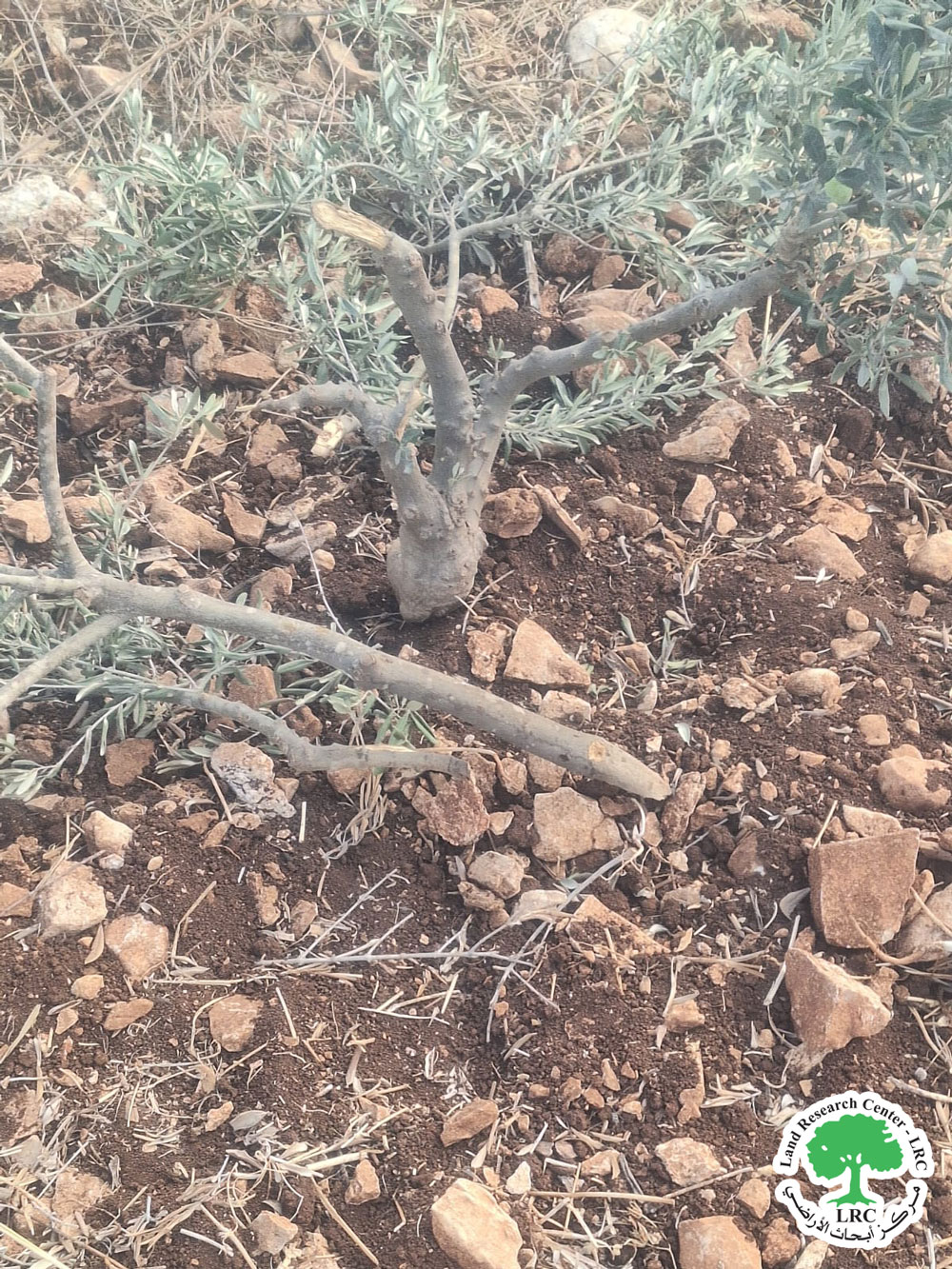 مستعمرو البؤرة الرعوية يتلفون غراس الزيتون ويحرقون ويهدمون الممتلكات الزراعية في قرية كفر قدوم / محافظة قلقيلية | LRC