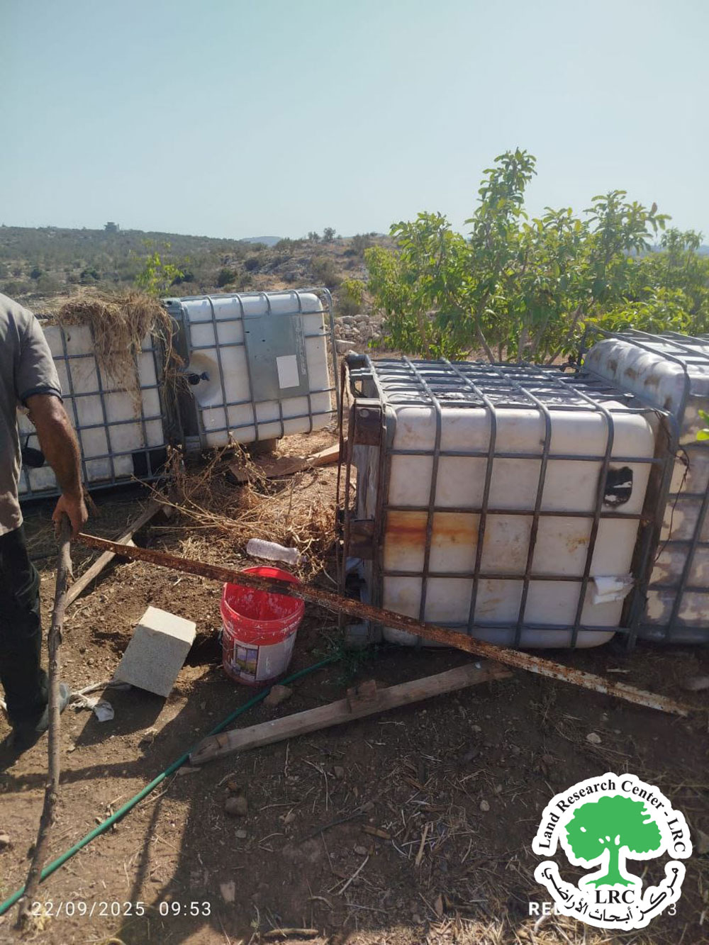 مستعمرو "الكانا" يدمرون مزرعة للجوافة لعائلة رداد في بلدة الزاوية غرب سلفيت | LRC