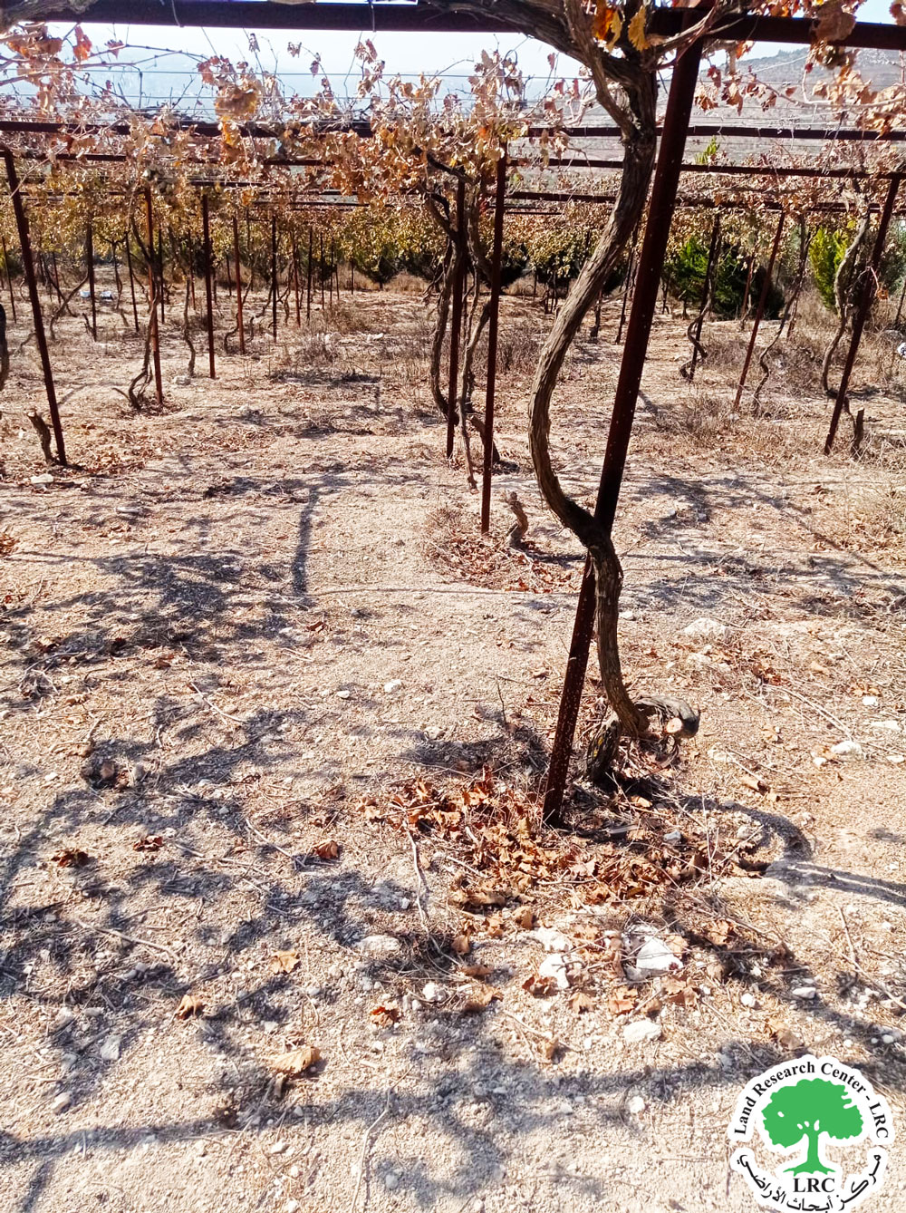 مستعمرون من “جفعات رونين” يُتلفون 300 شجرة عنب في قرية بورين / محافظة نابلس | LRC