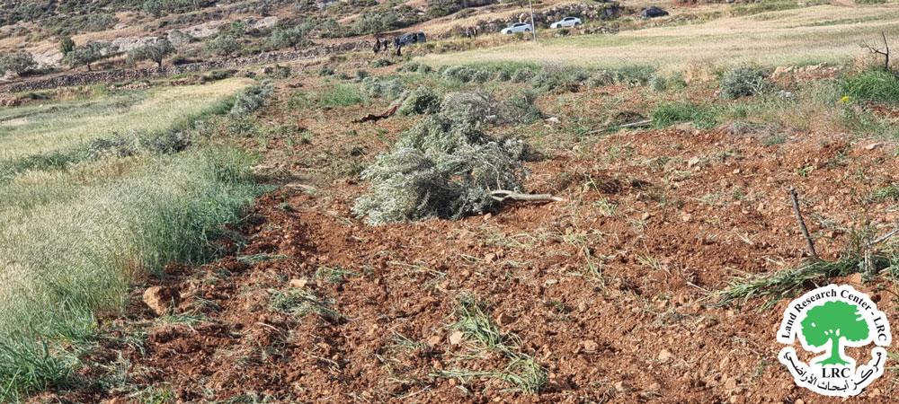 مستعمرون يعدمون 200 شجرة زيتون  في  قرية  المغير شمال رام الله | LRC