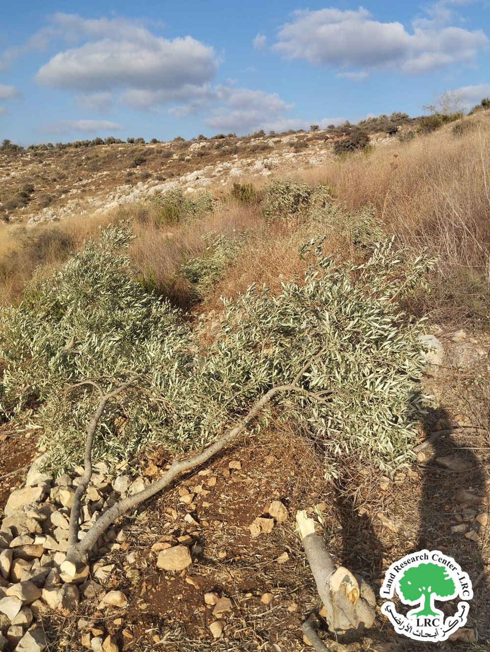 جريمة بيئية في جوريش .. مستعمرون يقطعون 45 شجرة زيتون مثمرة جنوب نابلس | LRC