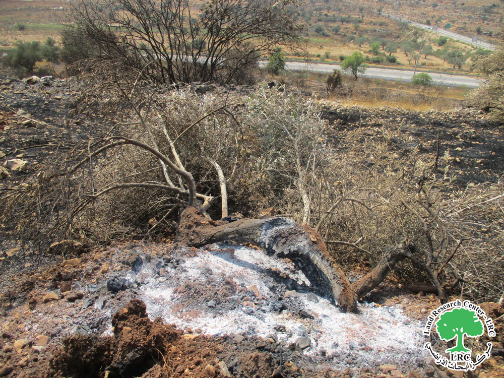 مع بدء اقتراب موسم قطاف الزيتون ... جيش الاحتلال يحرق 28 شجرة زيتون في قرية بورين / محافظة نابلس | LRC