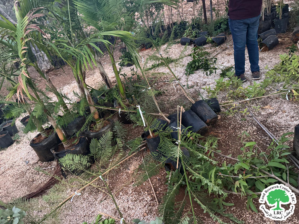 مستعمرون يخربون مشتلاً زراعياً في قرية يتما جنوب نابلس | LRC