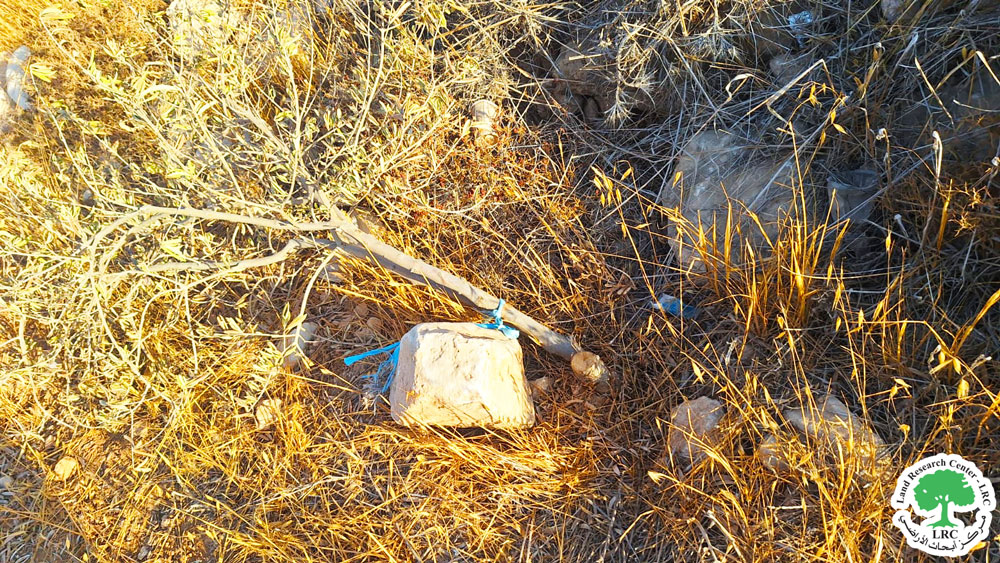 مستعمرون يعتدون على 80 شجرة زيتون في واد الجوايا شرق يطا بمحافظة الخليل | LRC