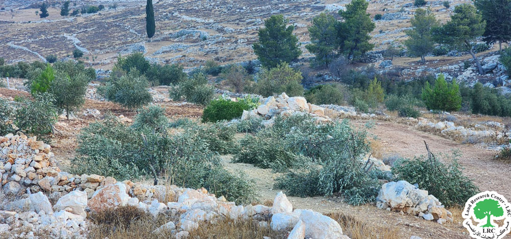 مستعمرون يقطعون 100 شجرة مثمرة في بلدة صوريف شمال غرب الخليل | LRC