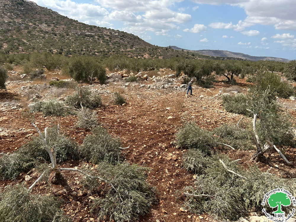 مستعمرون يعتدون على 50 شجرة زيتون  في قرية كفر قدوم  شرق مدينة قلقيلية | LRC