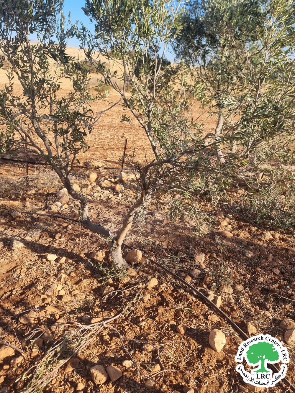 مع بدء موسم القطاف ... المستعمرون يتسببون في إتلاف 150 شجرة زيتون عبر الرعي الجائر في قرية بردلة شمال طوباس | LRC
