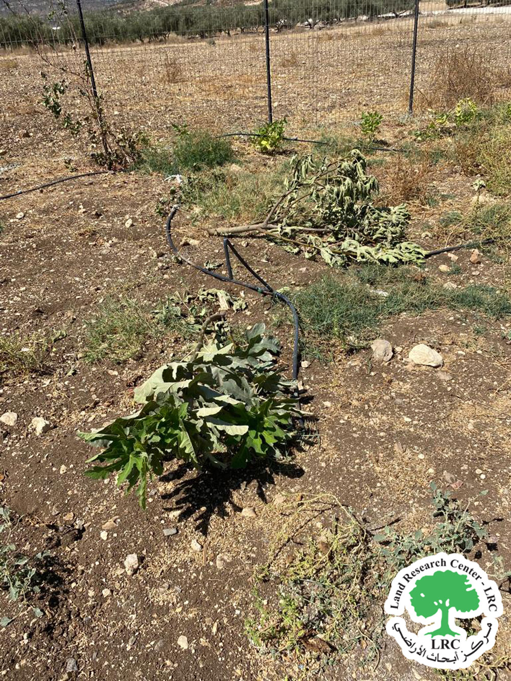 مستعمرون يقطعون ويخربون 70 غرسة جوافة وتين ويعطبون شبكة للري في خربة الفراسين/ محافظة جنين | LRC