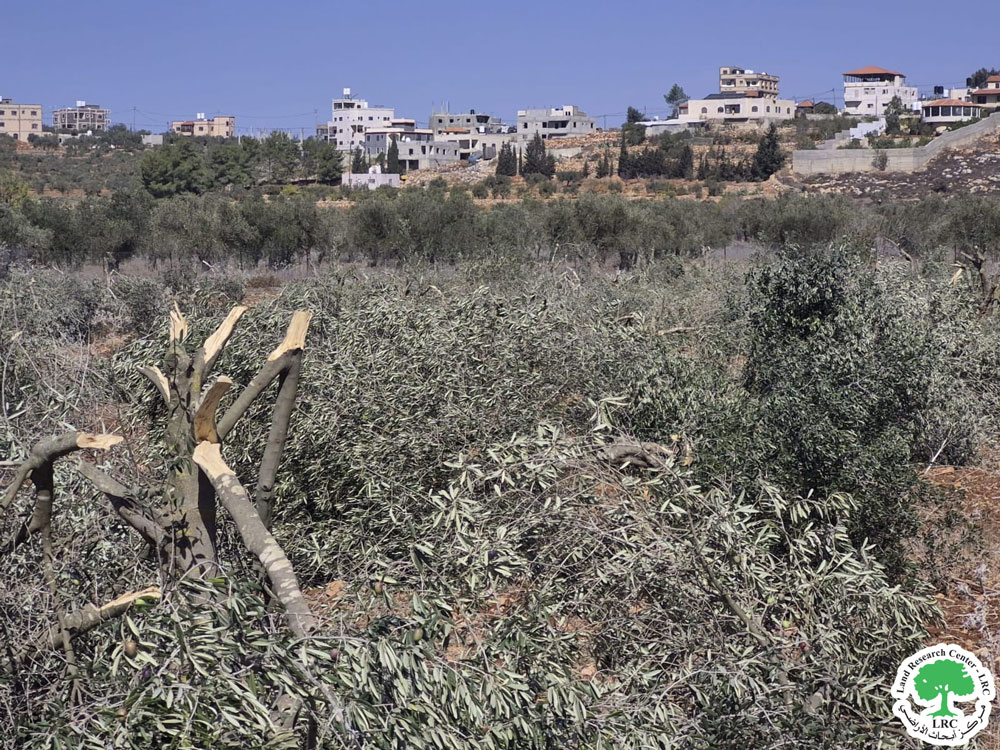 في انتهاك بيئي صارخ ... المستعمرون يعدمون 220 شجرة زيتون في قرية جالود جنوب نابلس | LRC