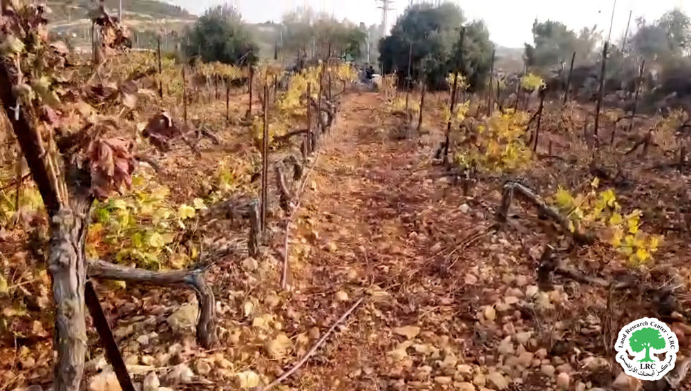 مستعمرون يعتدون على مزرعة  للعنب ويتلفون 225 شجرة في بلدة بير زيت شمال رام الله | LRC