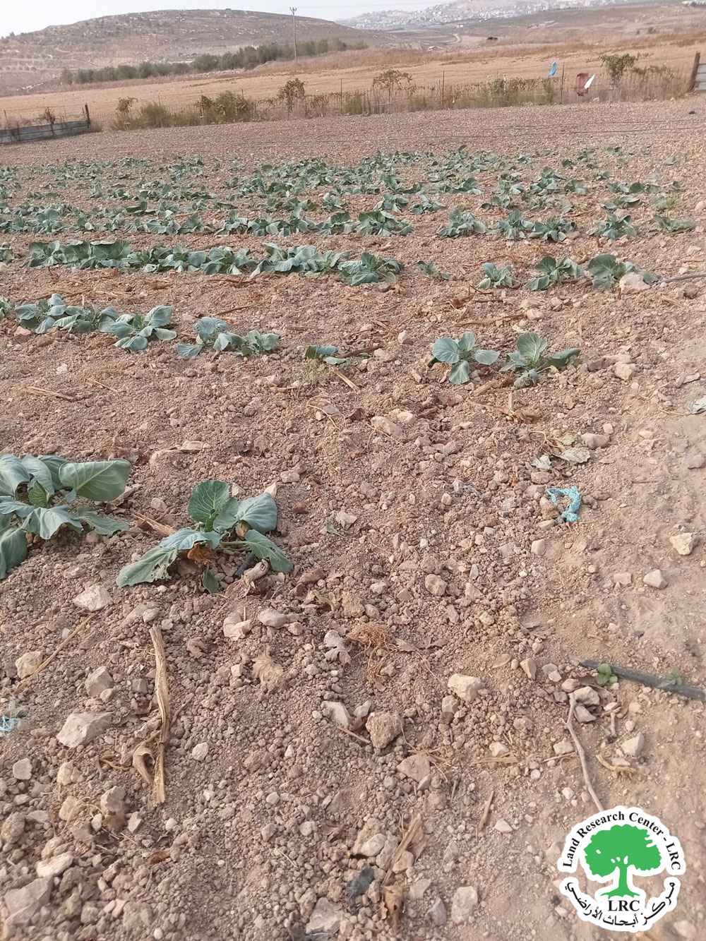 كارثة بيئية بفعل الرعي الجائر... تدمير محصول كامل على مساحة 3 دونمات وشبكات ري في بلدة سبسطية / محافظة نابلس | LRC