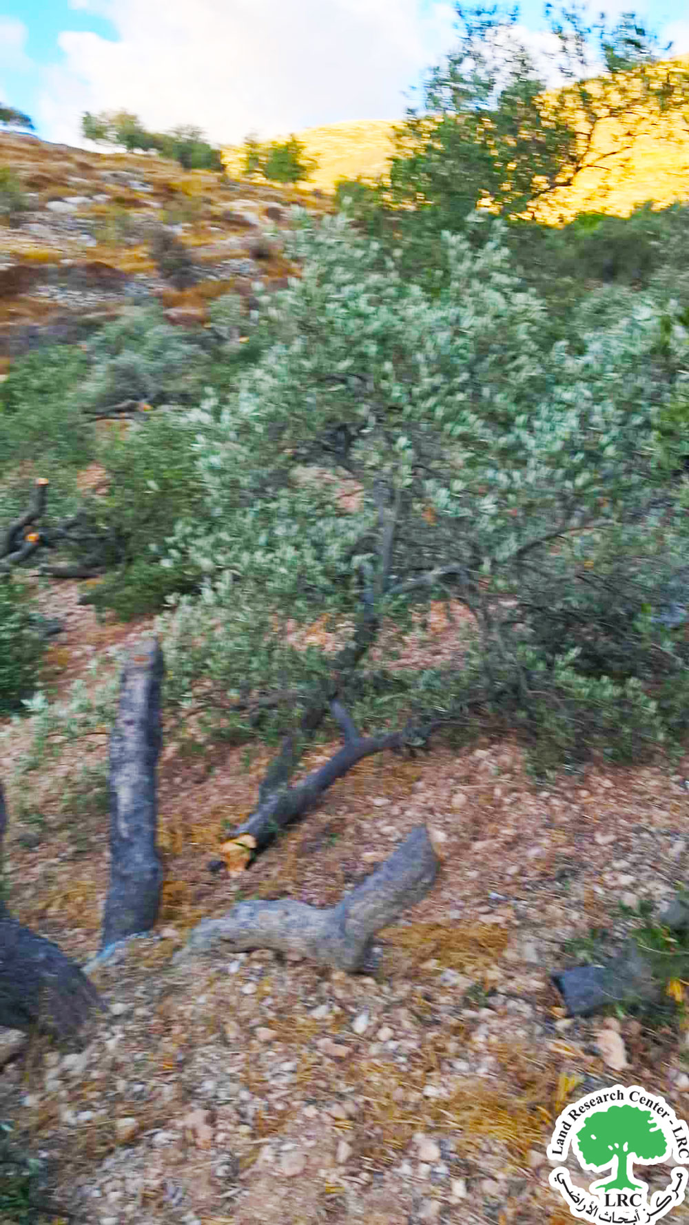 مستعمرون يقطعون 200 شجرة زيتون ولوز في وادي سعير شرق الخليل | LRC