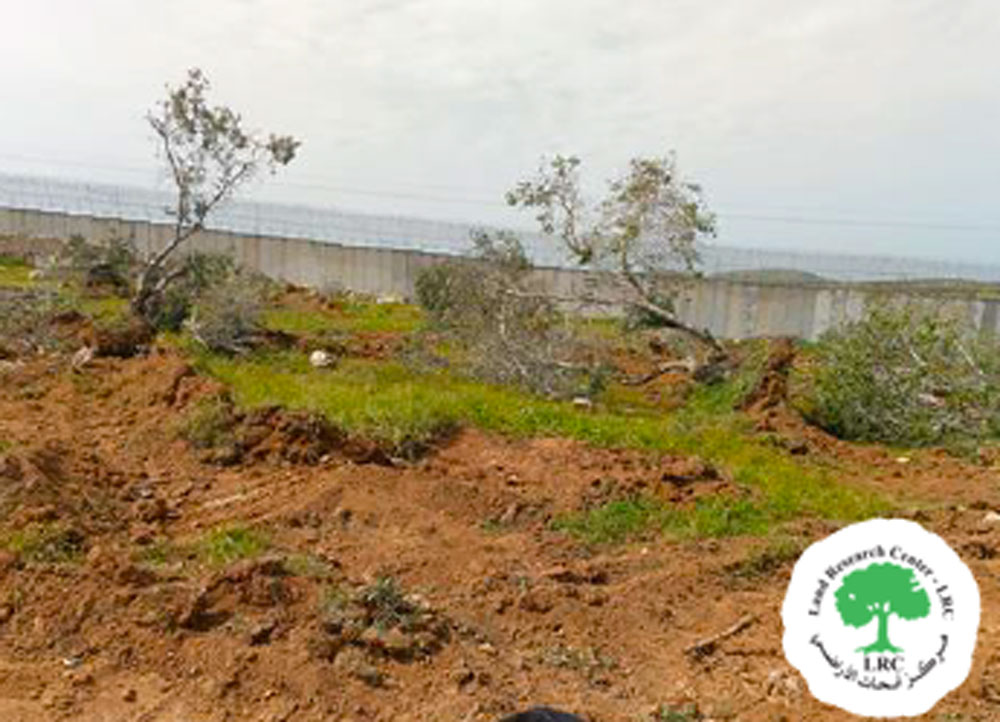 الاحتلال يقتلع 174 شجرة ويجرف سناسل حجرية في بلدة دير سامت غرب الخليل | LRC