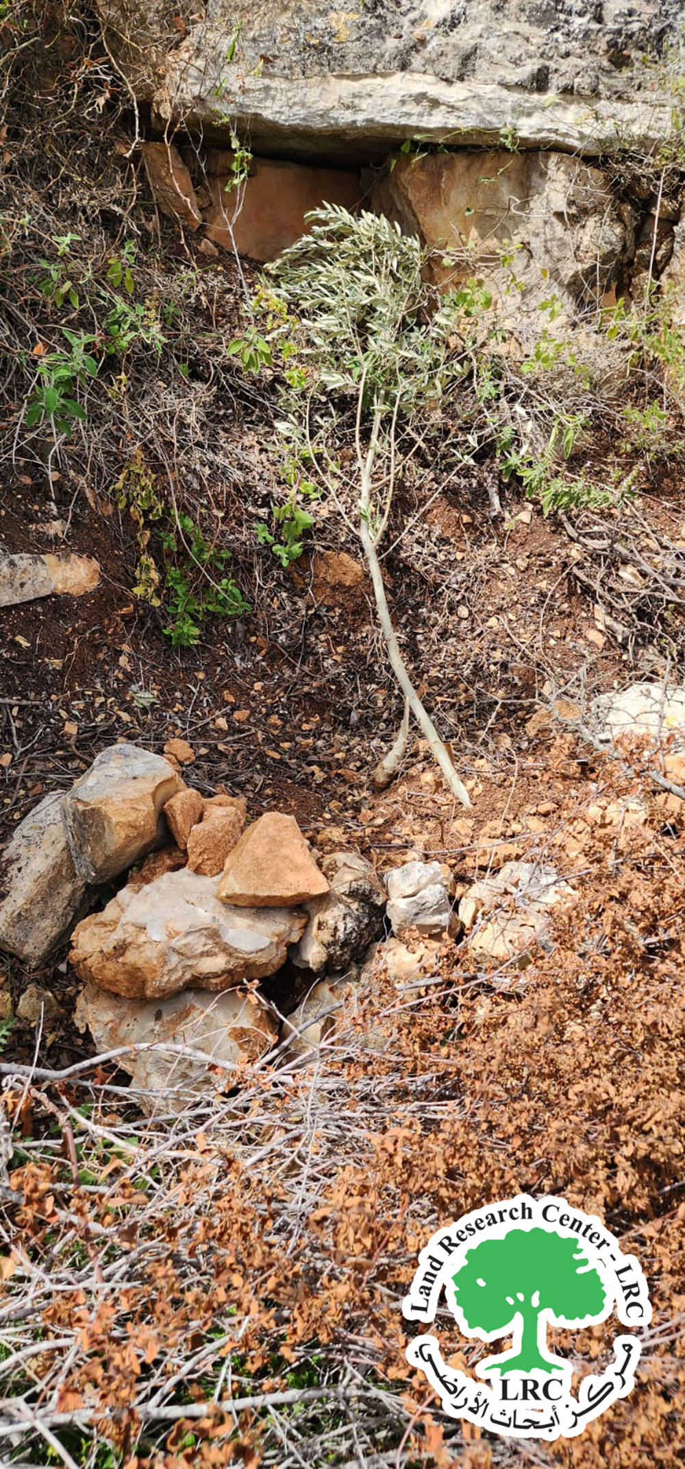 Settlers Cut Down 15 Olive Saplings in Umm Safa Village/ Ramallah Governorate | LRC