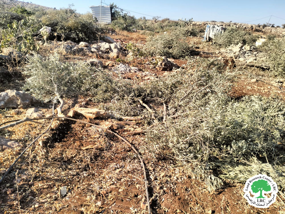 مع بدء موسم القطاف ... مستعمرون يتلفون 274  شجرة  زيتون  في خربة أبو فلاح  شمال  شرق رام الله | LRC