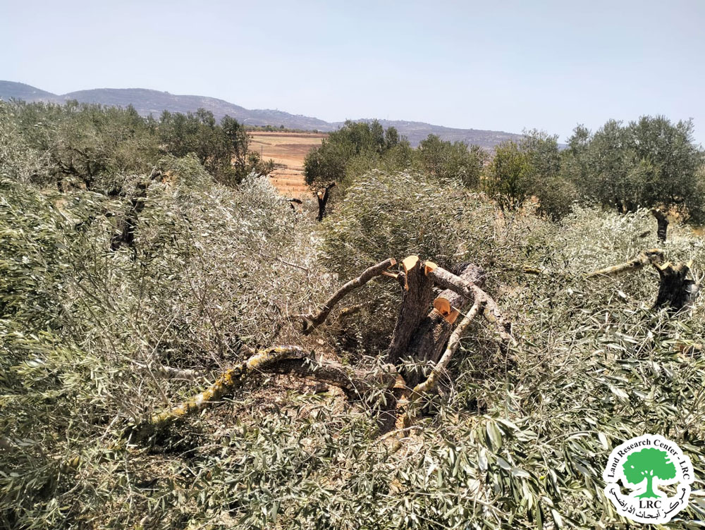 اعتداء بيئي ممنهج ... مستعمرون يقطعون الأشجار ويدمّرون محاصيل الخضروات من أراضي سبسطية والمسعودية شمال نابلس | LRC