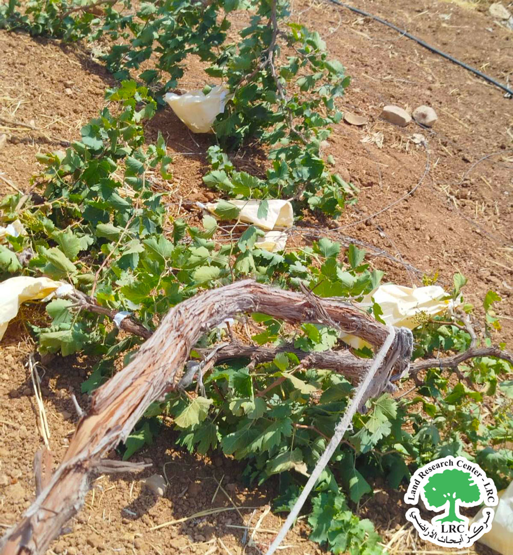 مستعمرون يدمرون كرم عنب في منطقة شكارة ببلدة يطا جنوب الخليل | LRC