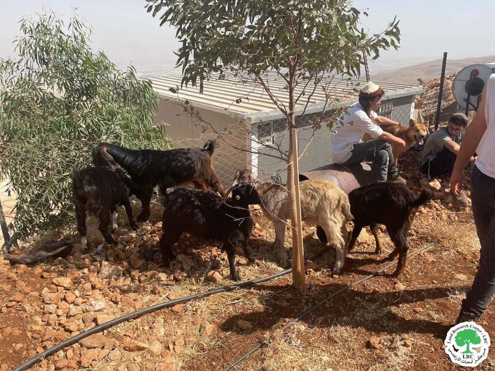 مع بدء موسم القطاف مستعمرون يرعون أغنامهم في أرض مزروعة بـ 300 شجرة زيتون ويدمرون ممتلكات زراعية في قرية دوما جنوب نابلس | LRC