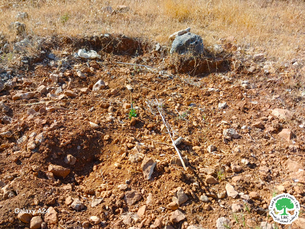 مستعمرون يقتلعون 200 شتلة زيتون في وادي سعير شمال شرق الخليل | LRC