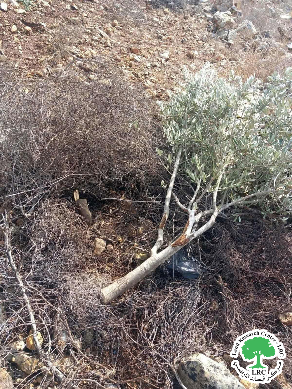 في ظل موسم القطاف ... الاحتلال الإسرائيلي يعدم 135 شجرة زيتون مثمرة  في منطقة " واد قانا" شمال سلفيت | LRC