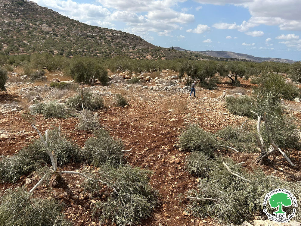 في انتهاك بيئي فاضح ... مستعمرون يسرقون الثمار ويقطعون بأدواتهم الحادة 180 شجرة زيتون في بلدة قصرة  / محافظة نابلس | LRC