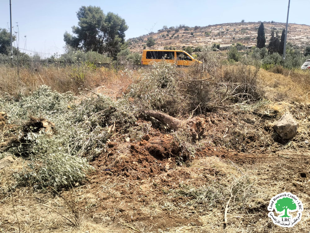 لدواعي أمنية ... الاحتلال  الإسرائيلي  يقتلع  42 شجرة زيتون  من أراضي قرية  قريوت / محافظة نابلس | LRC