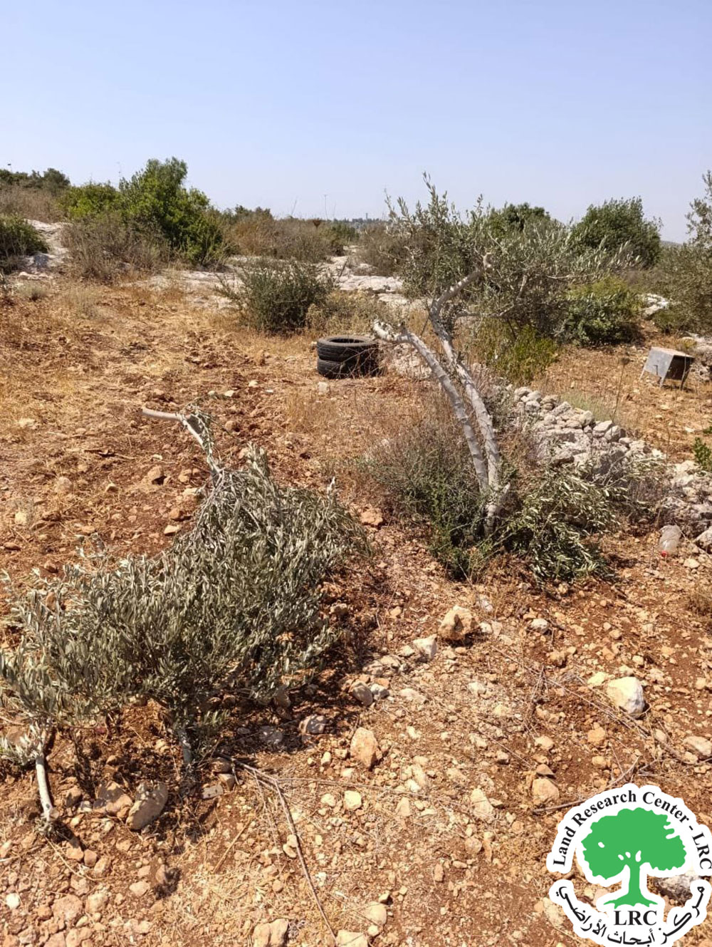 Settlers Attack Trees and Agricultural Properties in Kafr ad-Dik Town, West Salfit | LRC