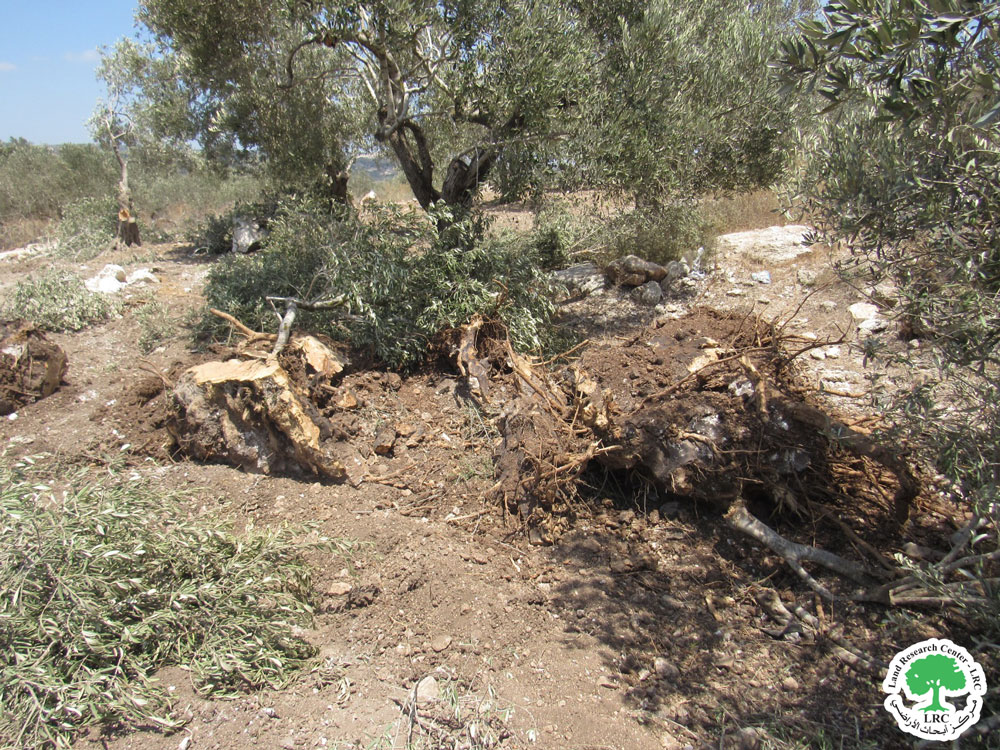 الطريق إلى الاستيطان يمر عبر تدمير أراضي خربة مسعود وظهر العبد وقفين جنوب غرب جنين | LRC