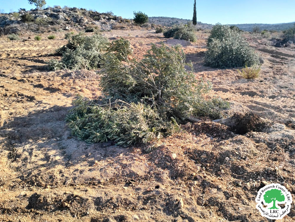 لدواعي أمنية ! ..  جيش الاحتلال الإسرائيلي يقتلع 100 شجرة زيتون في بلدة يعبد جنوب جنين | LRC