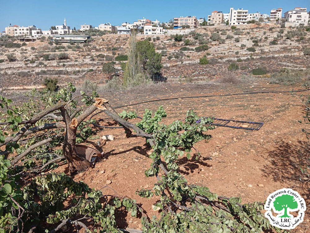 اجتثاث متعمد للأشجار ... كارثة بيئية تضرب بساتين بيتللو بقطع 50 شجرة شمال رام الله | LRC