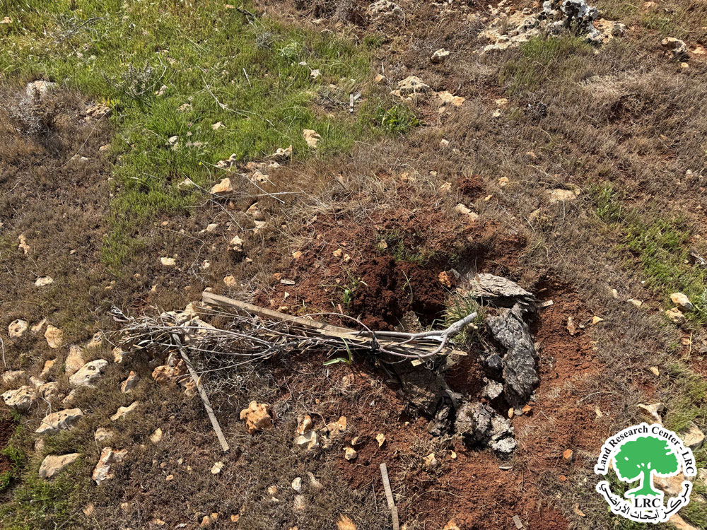 Settlers of ‘’Majdolem” Cut 300 Olive Saplings and Destroy  Water Tanks in Jourish / southeast of Nablus | LRC
