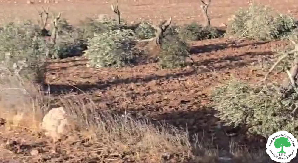 في موسم القطاف تتصاعد اعتداءات المستعمرين .. إتلاف 500  شجرة  زيتون  في خربة أبو فلاح  وبلدة ترمسعيا شمال  شرق رام الله | LRC