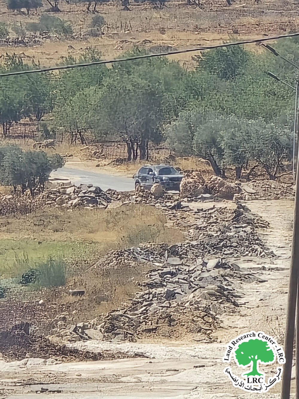 مستعمرون يقتلعون 250 شجرة وغرسة زيتون في قرية  مجدل بني فاضل جنوب نابلس | LRC