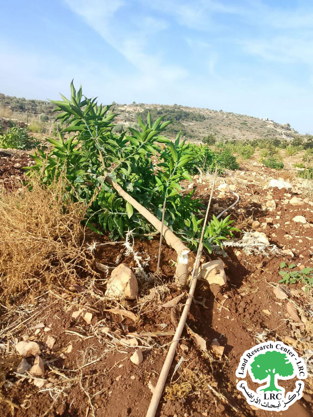 مستعمرون يقطعون 75 شجرة مانجا وجوز في خربة الفراسين غرب جنين | LRC