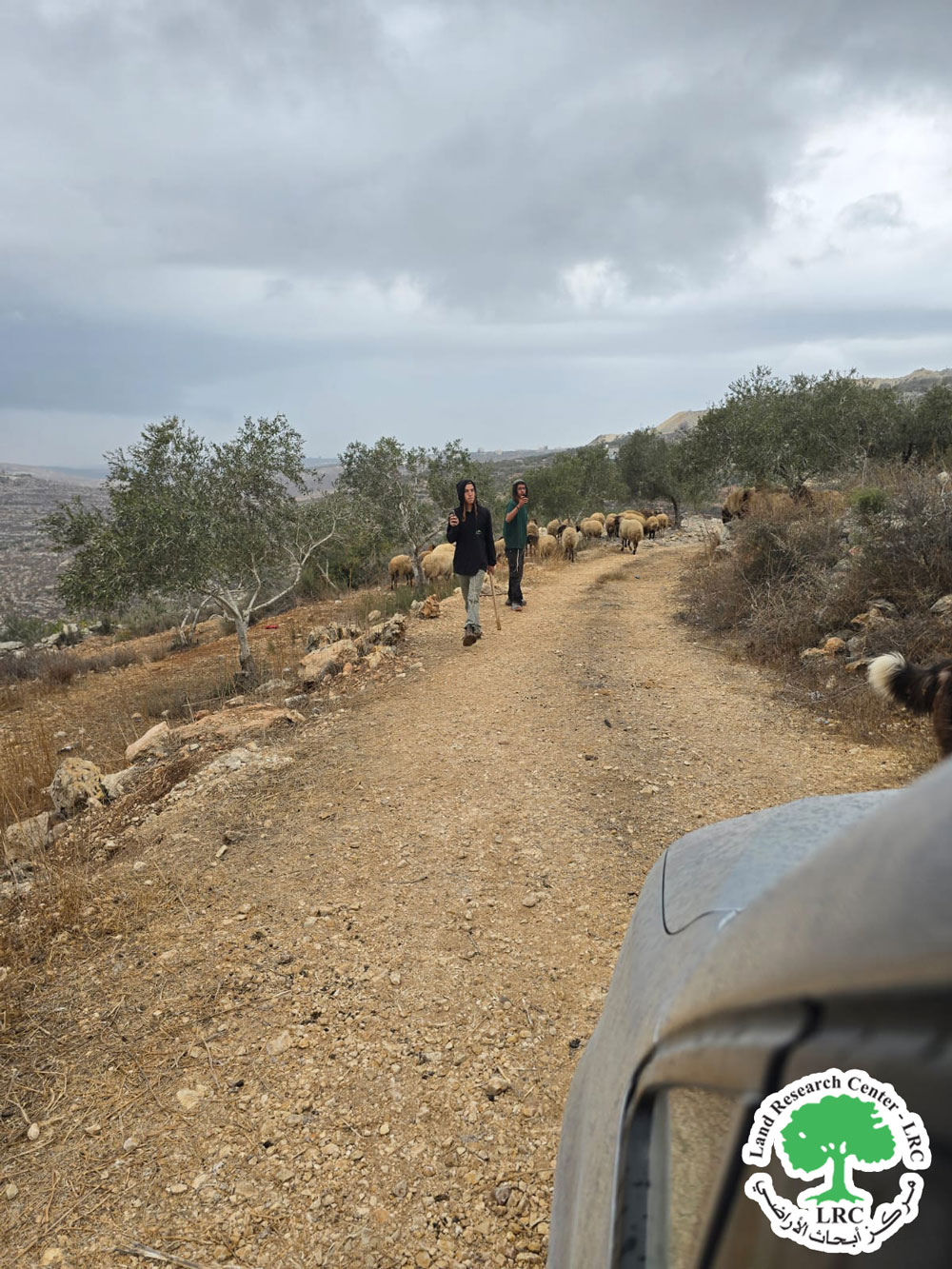 الاحتلال يضاعف معاناة المزارعين في عصيرة القبلية .. بؤرة جديدة وإغلاق آلاف الدونمات المزروعة بالزيتون في ظل موسم القطاف / محافظة نابلس | LRC