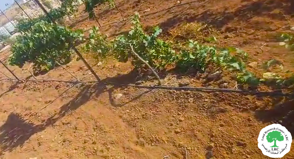 مستعمرون يعتدون على أراضي المزارعين وممتلكاتهم في خلة الحمص جنوب يطا بمحافظة الخليل | LRC