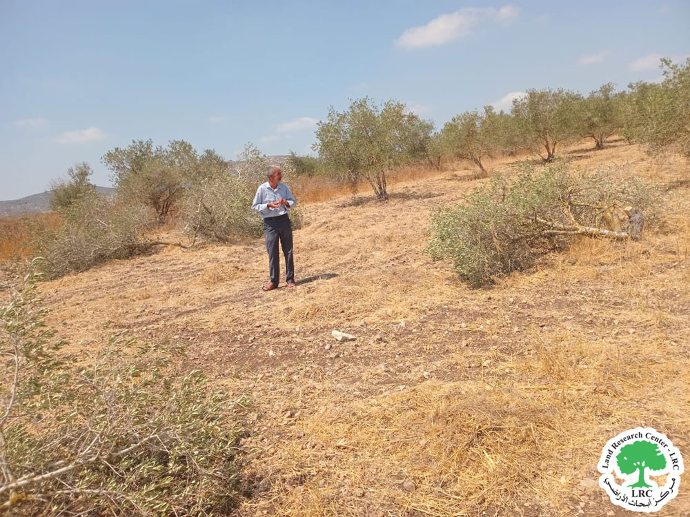 مستعمرون يطلقون أغنامهم ترعى في الأراضي الزراعية أدى إلى تخريب 16 دونماً مشجرة بالزيتون واللوزيات في بلدة سبسطية / محافظة نابلس | LRC
